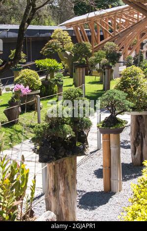 Equateur, Quito. Jardin Botanico de Quito. Exposition de Bonsai dans les jardins botaniques Banque D'Images