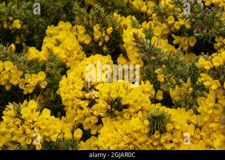 Îles Falkland, Nouvelle-île. Fleurs sauvages de printemps en fleur. Credit AS: Don Gral / Galerie Jaynes / DanitaDelimont.com Banque D'Images