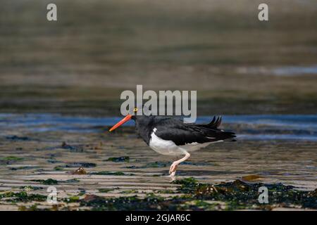 Îles Falkland, Nouvelle-île. Pied oystercatcher sur la rive. Credit AS: Don Gral / Galerie Jaynes / DanitaDelimont.com Banque D'Images