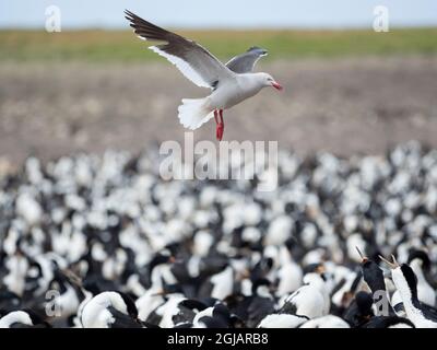 Mouette dauphin survolant une colonie de cerfs impériaux (roi Cormorant), îles Falkland. Banque D'Images