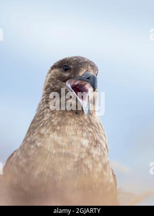 Falkland skua ou Brown skua sont les grands skua de la région polaire et subpolaire du sud, les îles Falkland. Banque D'Images