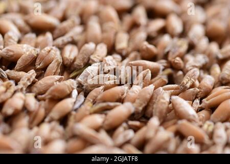 Grains de diverses céréales en gros plan et grossissement. Banque D'Images