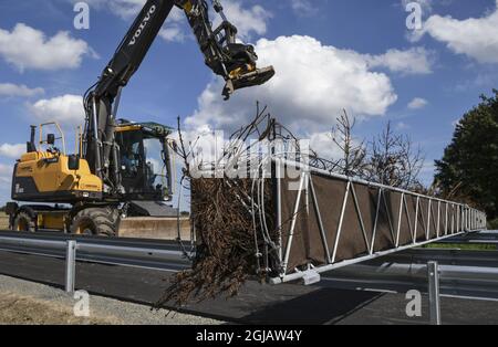 SVABESHOLM 2017-08-29 mardi après-midi, le pont de la porte MICE a été élevé à Svabesholm au sud de Kivik. Les plantes grimpantes comme les roses et les mûres attireront les souris de porte à grimper et traverser un pont et éviter de traverser une route très fréquentée - "Un portail d'amour", l'Administration suédoise des transports appelle l'initiative qui permettra aux hommes et aux femmes de continuer à se rencontrer. Les souris de porte ont apprécié la région pendant des décennies et les nids de mâles ont été trouvés d'un côté de la nouvelle route et les femelles de l'autre côté. Photo: Johan Nilsson / TT / Kod 50090 Banque D'Images