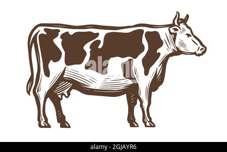 Vache laitière. Croquis d'animaux de ferme. Illustration vectorielle vintage Illustration de Vecteur