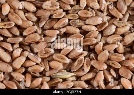 Grains de diverses céréales en gros plan et grossissement. Banque D'Images