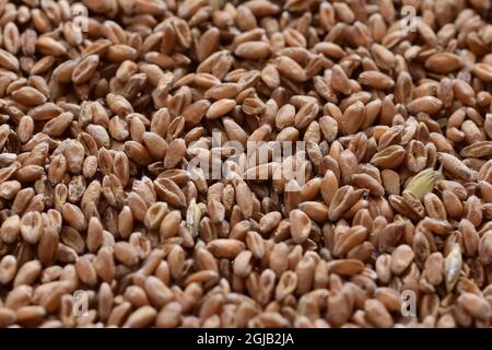 Grains de diverses céréales en gros plan et grossissement. Banque D'Images