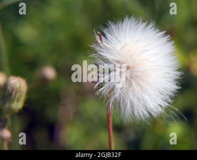 Gros plan de la graine blanche fluffs sur une plante de chardon rampant qui est prête à disperser ses graines dans le vent. Banque D'Images