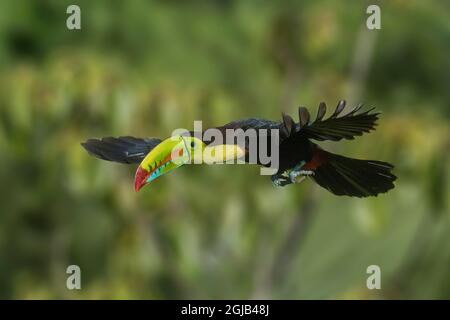 Amérique centrale, Costa Rica. Toucan facturé au keel en vol. Banque D'Images