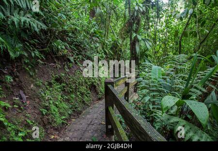 Mistico Arenal Hanging Bridges Park à Arenal, Costa Rica. Banque D'Images