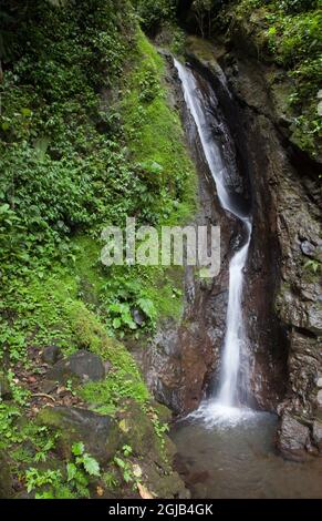 Cascade dans le parc Mistico Hanging Bridges, Costa Rica. Banque D'Images