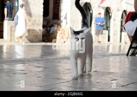 Chat noir et blanc marchant sur le Stradun de Dubrovnik (Dalmatie, Croatie) Banque D'Images