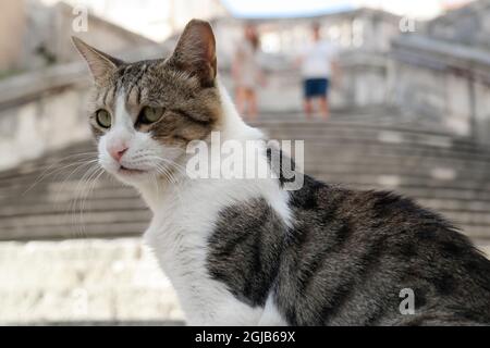 Tabby blanc chat sur les escaliers jésuites ('promenade de la honte') à Dubrovnik (Dalmatie, Croatie) Banque D'Images