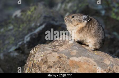 PIKA sous les feux de la rampe Banque D'Images