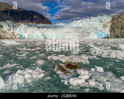 USA, Alaska, South Sawyer - gués terreur Désert, vue aérienne du Phoque commun reposant sur les icebergs vêlé de South Sawyer Glacier dans Tracy Arm Banque D'Images