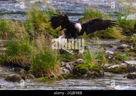 États-Unis, Alaska. Pygargue à tête blanche se nourrissant du saumon sur la rivière Chilkoot près de Haines, en Alaska. Banque D'Images