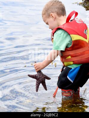 Alaska, Ketchikan, 2 ans, explorant les appartements de marée, mettant en place l'étoile de mer. (M.) Banque D'Images