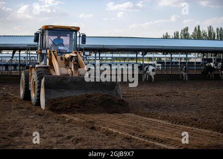 Lingwu, région autonome de Ningxia hui en Chine. 8 septembre 2021. Un travailleur exploite une machine pour nettoyer la ferme d'élevage de vaches dans le village de Shajiang, à Lingwu, dans la région autonome de Ningxia hui, dans le nord-ouest de la Chine, le 8 septembre 2021. Credit: Yang Zhisen/Xinhua/Alay Live News Banque D'Images