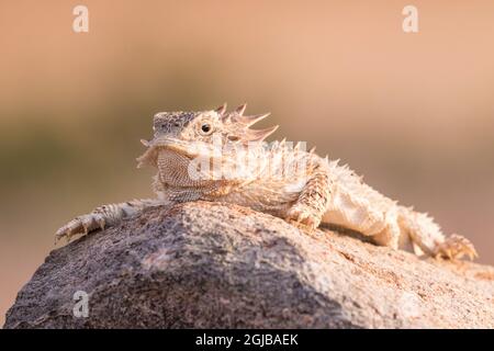 États-Unis, Arizona, comté de Santa Cruz. La Regal est un lézard à cornes sur le rocher. Crédit : Cathy & Gordon Illg / Jaynes Gallery / DanitaDelimont.com Banque D'Images