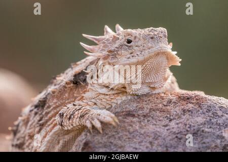 États-Unis, Arizona, comté de Santa Cruz. La Regal est un lézard à cornes sur le rocher. Crédit : Cathy & Gordon Illg / Jaynes Gallery / DanitaDelimont.com Banque D'Images