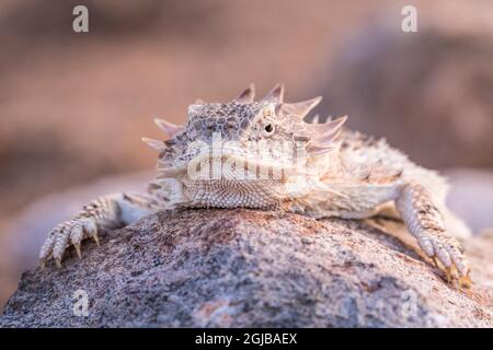 États-Unis, Arizona, comté de Santa Cruz. La Regal est un lézard à cornes sur le rocher. Crédit : Cathy & Gordon Illg / Jaynes Gallery / DanitaDelimont.com Banque D'Images