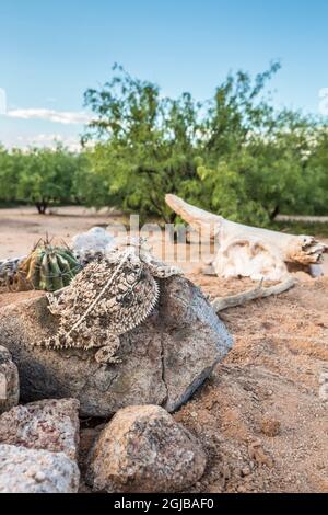 États-Unis, Arizona, comté de Santa Cruz. La Regal est un lézard à cornes sur le rocher. Crédit : Cathy & Gordon Illg / Jaynes Gallery / DanitaDelimont.com Banque D'Images