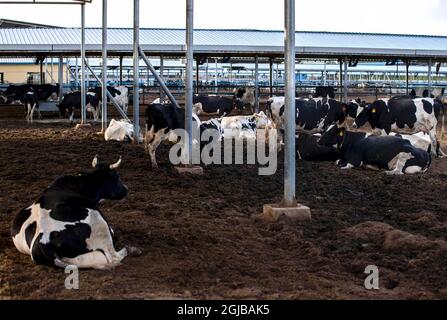 Lingwu, région autonome de Ningxia hui en Chine. 8 septembre 2021. La photo prise le 8 septembre 2021 montre la vue d'une ferme d'élevage de vaches dans le village de Shajiang à Lingwu City, dans la région autonome de Ningxia hui, dans le nord-ouest de la Chine, le 8 septembre 2021. Credit: Yang Zhisen/Xinhua/Alay Live News Banque D'Images