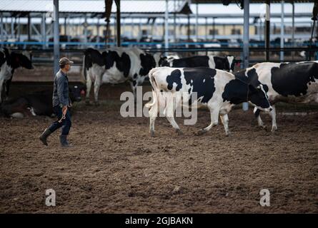 Lingwu, région autonome de Ningxia hui en Chine. 8 septembre 2021. Un travailleur vérifie l'état de santé des vaches dans une ferme d'élevage de vaches dans le village de Shajiang, à Lingwu, dans la région autonome de Ningxia hui, dans le nord-ouest de la Chine, le 8 septembre 2021. Credit: Yang Zhisen/Xinhua/Alay Live News Banque D'Images