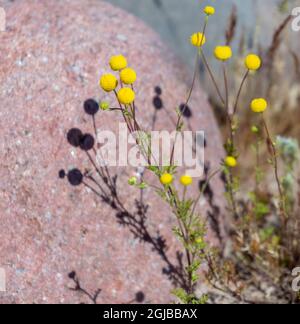 États-Unis, Arizona, Goodyear. Fleurs sauvages en gros plan et rochers dans le parc régional de la montagne Estrella. Credit AS: Wendy Kaveney / Jaynes Gallery / DanitaDelimont Banque D'Images
