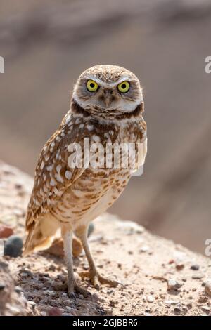 États-Unis, Arizona, Goodyear. Gros plan sur la chouette des terriers. Credit AS: Wendy Kaveney / Galerie Jaynes / DanitaDelimont.com Banque D'Images
