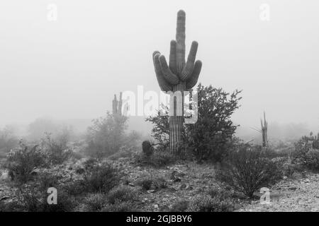 États-Unis, Arizona, Buckeye. Noir et blanc de cactus saguaro dans le brouillard. Credit AS: Wendy Kaveney / Galerie Jaynes / DanitaDelimont.com Banque D'Images