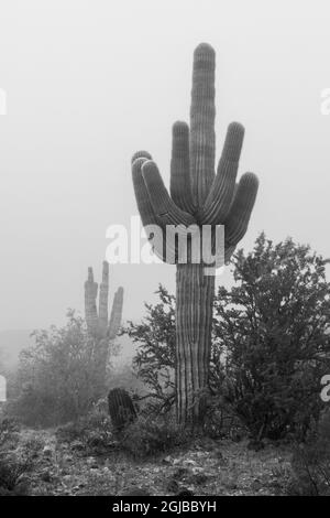 États-Unis, Arizona, Buckeye. Noir et blanc de cactus saguaro dans le brouillard. Credit AS: Wendy Kaveney / Galerie Jaynes / DanitaDelimont.com Banque D'Images
