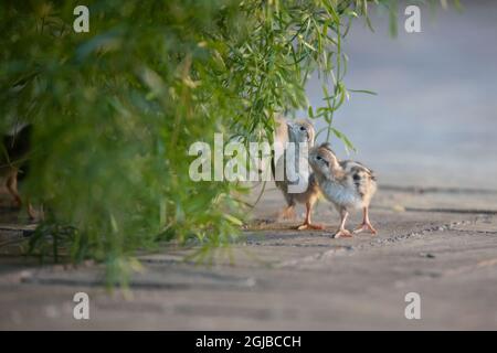 États-Unis, Arizona, Buckeye. Deux poussins de caille de Gambel récemment éclos. Banque D'Images