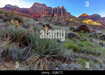 Le Yucca et sego sont des fleurs sauvages le long de la North Kaibab Trail, dans le parc national du Grand Canyon, Arizona, États-Unis. Banque D'Images