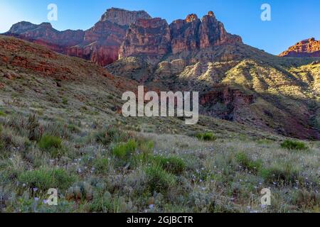 Le Yucca et sego sont des fleurs sauvages le long de la North Kaibab Trail, dans le parc national du Grand Canyon, Arizona, États-Unis. Banque D'Images