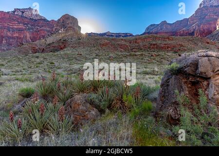 Le Yucca et sego sont des fleurs sauvages le long de la North Kaibab Trail, dans le parc national du Grand Canyon, Arizona, États-Unis. Banque D'Images