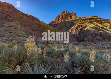 Le Yucca et sego sont des fleurs sauvages le long de la North Kaibab Trail, dans le parc national du Grand Canyon, Arizona, États-Unis. Banque D'Images