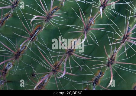 États-Unis, Arizona, Catalina State Park, cactus à baril d'Arizona, Ferocactus wislizeni. Les lignes de spires du cactus cylindrique créent un motif agréable. Banque D'Images