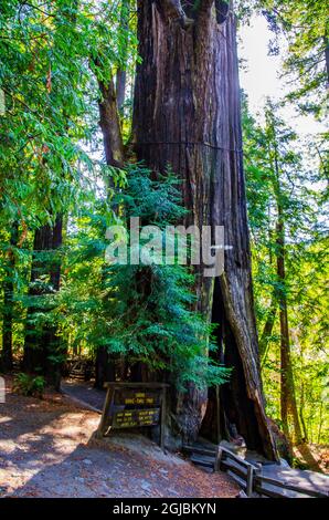 États-Unis, Californie. Parc national Humboldt Redwoods, Shrine Drive-through Redwood Tree Banque D'Images