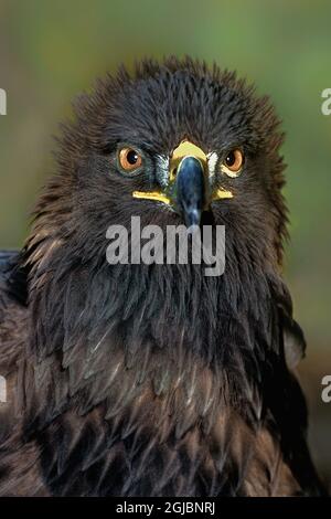 États-Unis, Californie, Wildlife Waystation. Portrait de l'aigle doré de la femelle secourue. Banque D'Images