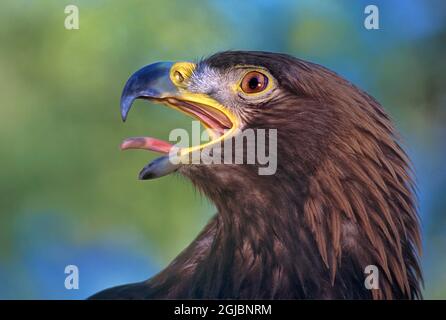 États-Unis, Californie, Wildlife Waystation. Portrait de l'aigle doré de la femelle secourue. Banque D'Images
