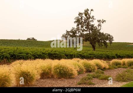 États-Unis, Californie, Paso Robles. Vignoble et collines. Banque D'Images