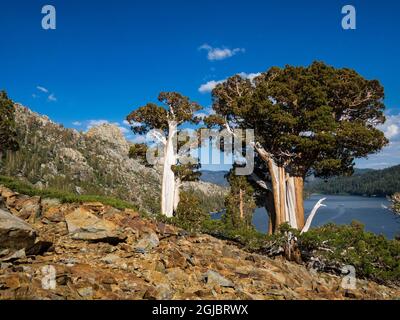 Anciens genévriers de l'Ouest au-dessus du lac Echo près de South Lake Tahoe, Californie, États-Unis. Banque D'Images