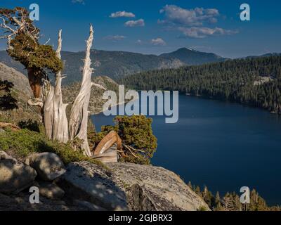 Anciens genévriers de l'Ouest au-dessus du lac Echo près de South Lake Tahoe, Californie, États-Unis. Banque D'Images