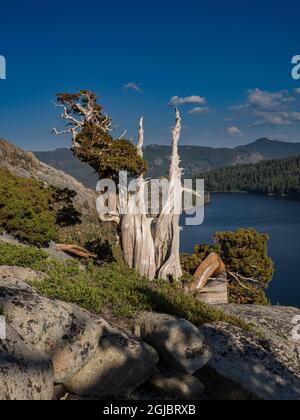 Anciens genévriers de l'Ouest au-dessus du lac Echo près de South Lake Tahoe, Californie, États-Unis. Banque D'Images