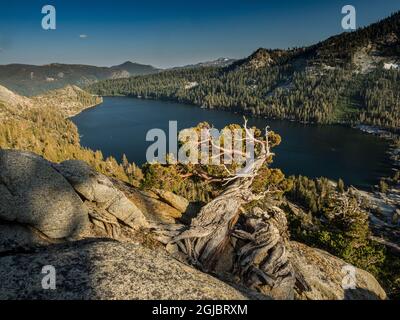 Anciens genévriers de l'Ouest au-dessus du lac Echo près de South Lake Tahoe, Californie, États-Unis. Banque D'Images