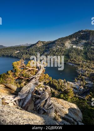 Anciens genévriers de l'Ouest au-dessus du lac Echo près de South Lake Tahoe, Californie, États-Unis. Banque D'Images