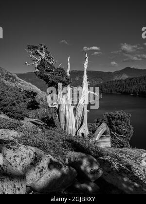 Paysage noir et blanc des anciens genévriers de l'Ouest au-dessus du lac Echo près du lac South Tahoe, Californie, États-Unis. Banque D'Images