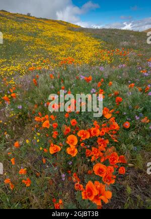 Les coquelicots orange, les champs aurifères et la filaree sont protégés contre le vent près de Lancaster et de la réserve de coquelicots de la Californie d'Antelope Valley Banque D'Images