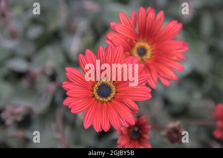 La Marguerite gerbère fait partie de la famille des asteraceae. La fleur porte le nom de Traugott Gerber, un botaniste allemand. Banque D'Images