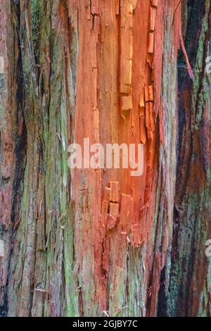 Détail d'un cèdre rouge de l'ouest dans le parc national de Redwood. Banque D'Images